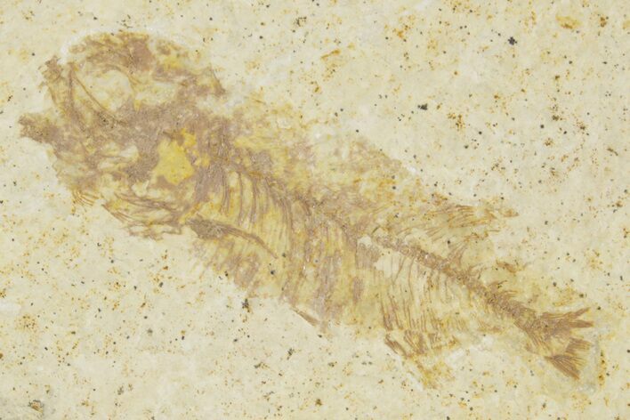 Juvenile Phareodus Fish Fossil - Scarce Species #379344